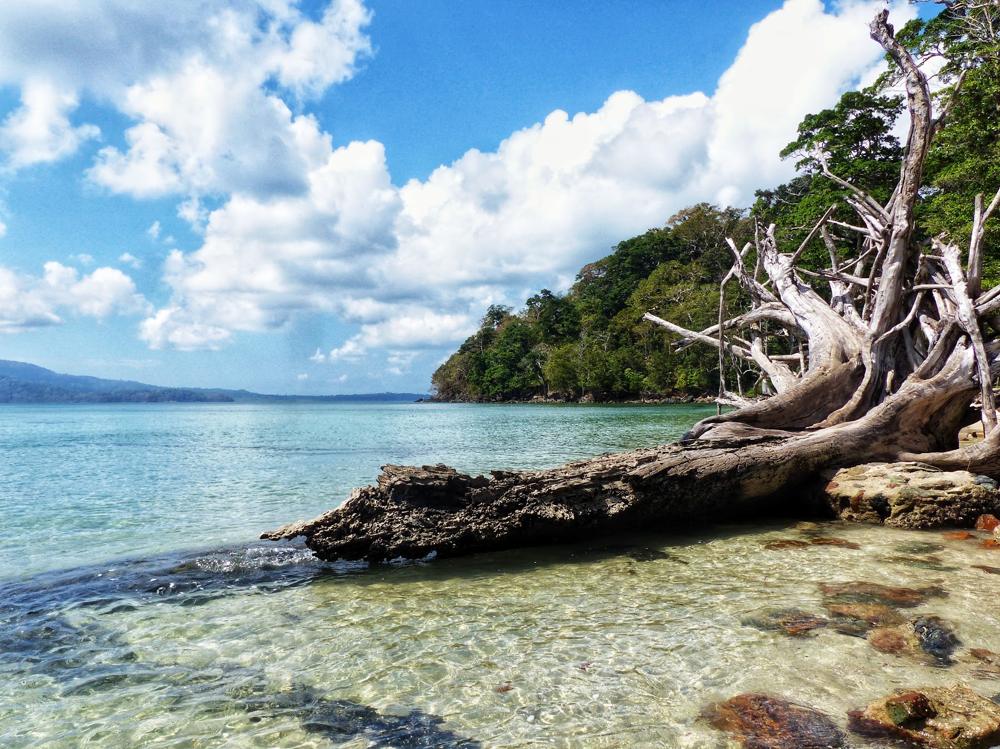 Beach with driftwood and clear water