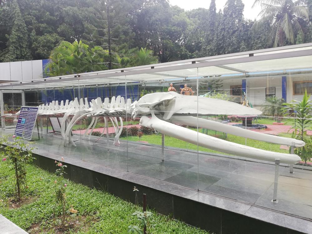 Whale skeleton at Samudrika Marine Museum